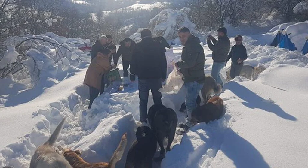 DEVA üyeleri can dostları besledi