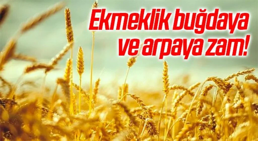 Ekmeklik buğdaya ve arpaya zam!