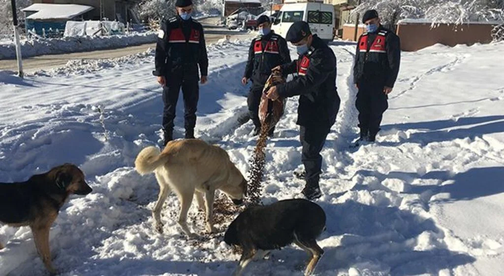 Jandarma sokak hayvanlarını unutmadı