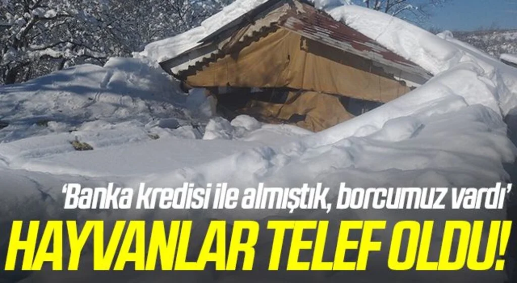 Kardan çatısı çöken ahırlardaki 20'in üzerinde koyun ve 9 kuzu telef oldu