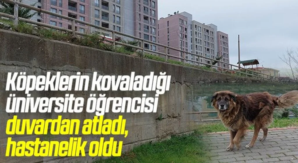 Köpeklerin kovaladığı üniversite öğrencisi duvardan atladı, hastanelik oldu