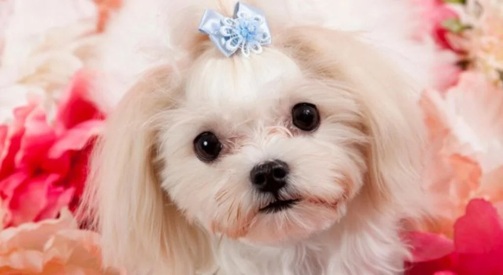 Maltese Terrier Fiyat