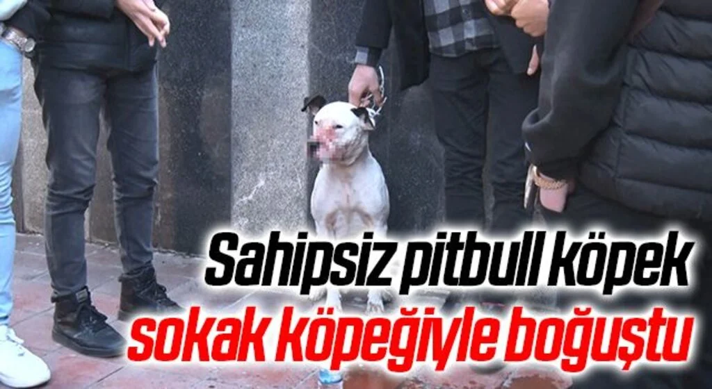 Sahipsiz pitbull köpek sokak köpeğiyle boğuştu, vatandaş seferber oldu