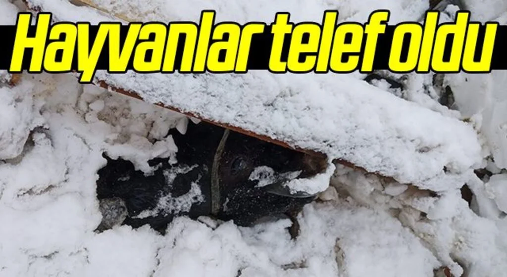 Samsun Salıpazarı'nda ahır çökmesi sonucu hayvanlar telef oldu