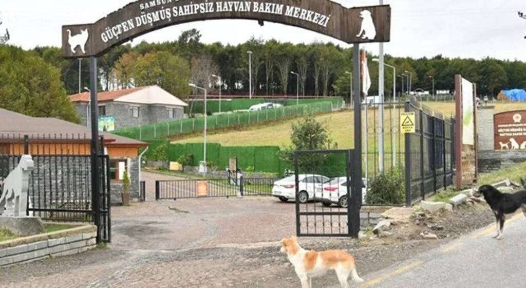 Samsun’da 137 yasaklı ırk köpek bakım merkezine bırakıldı