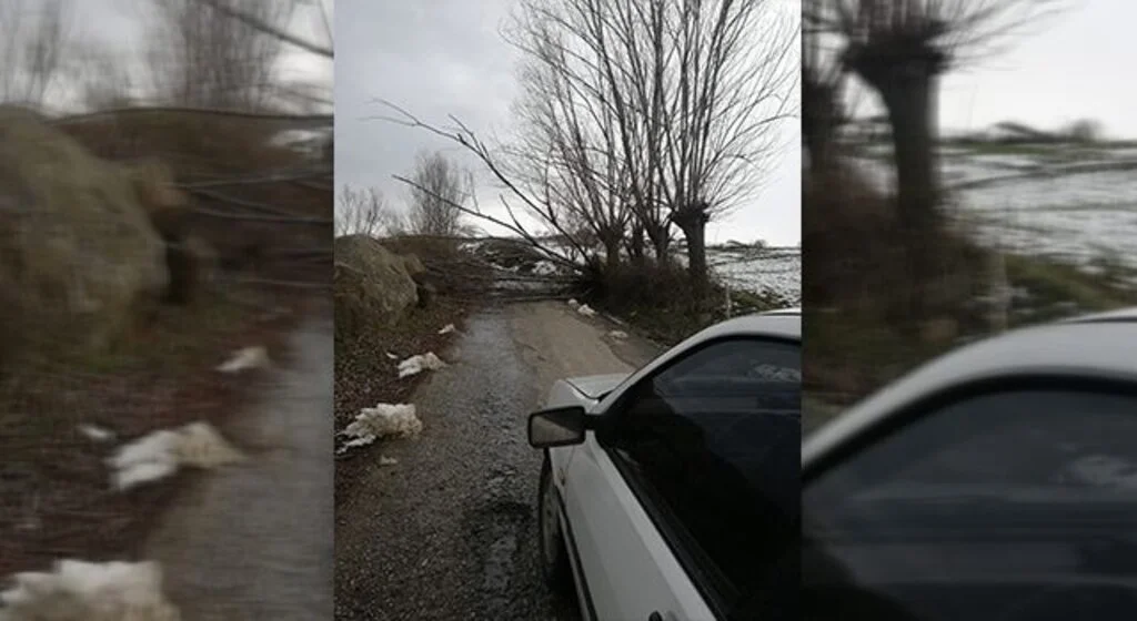 Samsun'da fırtına ağaçları devirdi