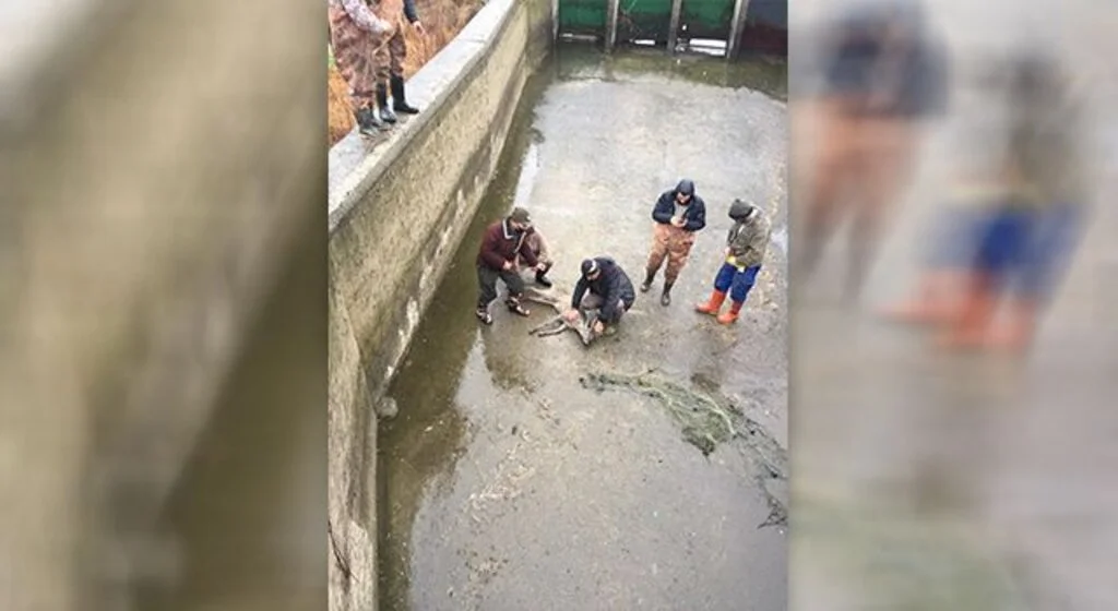 Samsun'da sulama kanalına düşen karaca kurtarıldı