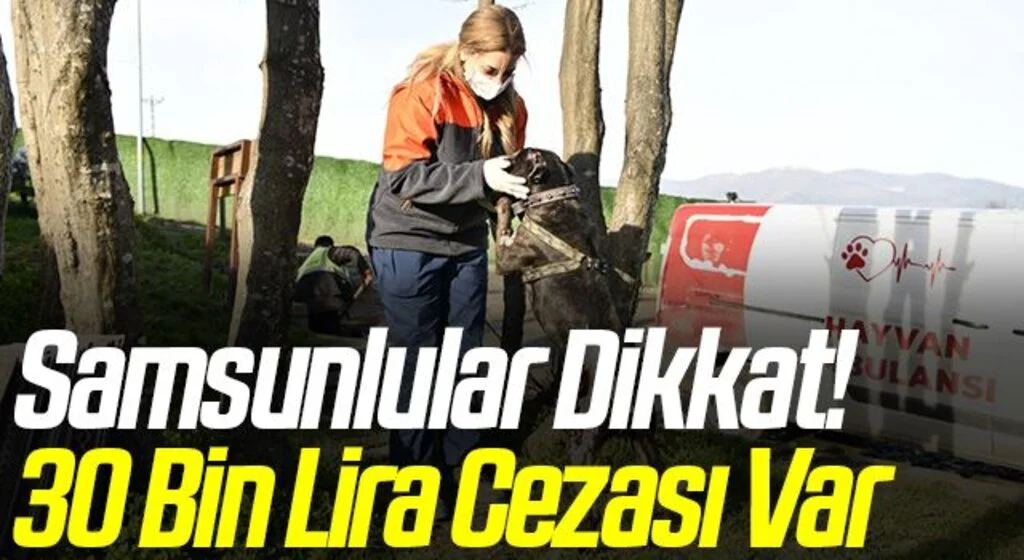 Samsunlular Dikkat! “Yasaklı ırk” köpekleri terk edenler 30 bin TL ödeyecek