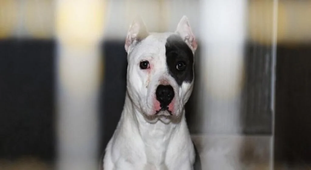 Van Büyükşehir Belediyesi Yasaklı Irk Köpekleri Ücretsiz Kısırlaştırılacak