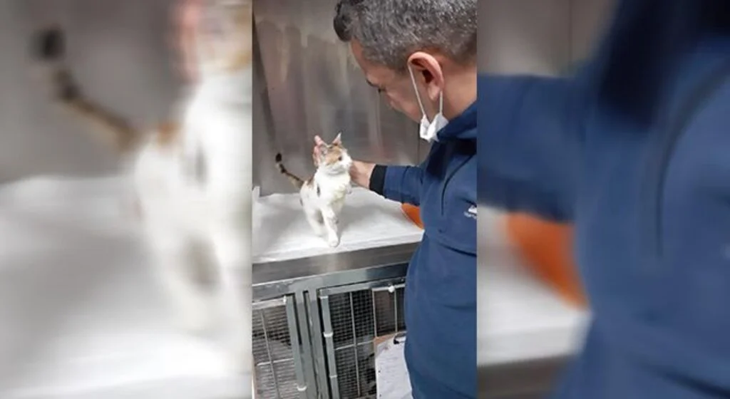 Yaralı kedi şefkatli ellerde sağlığına kavuştu