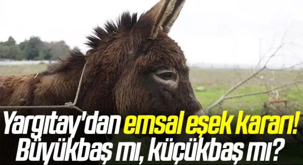 Yargıtay'dan emsal eşek kararı! Büyükbaş mı, küçükbaş mı?