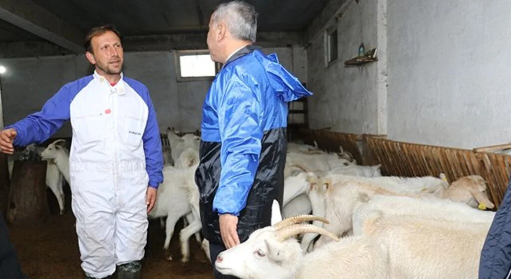Yerel ırk koyun keçi yetiştiricisine destek