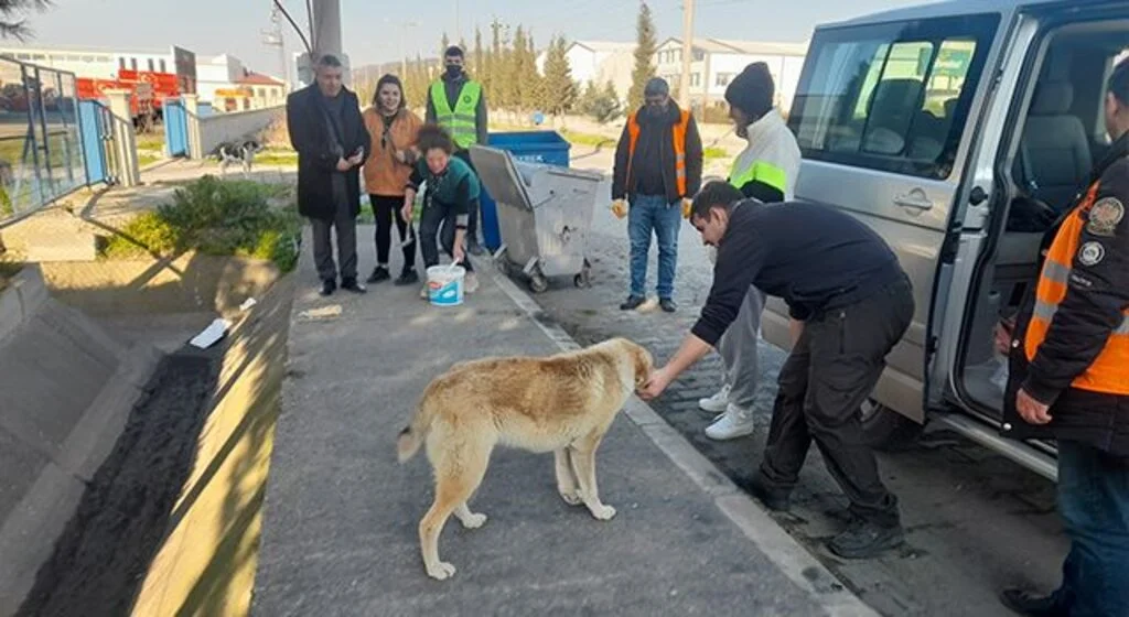 Bafra Belediyesi ve gönüllüler sokak hayvanlarını besledi