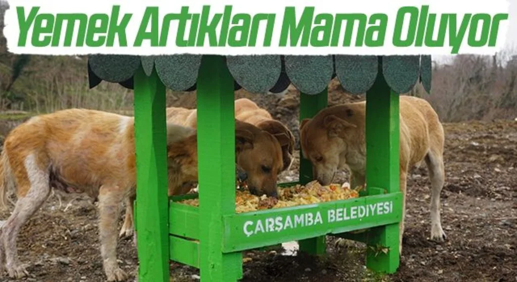 Çarşamba'da Yemek Artıkları Sokak Hayvanlarına Mama Oluyor