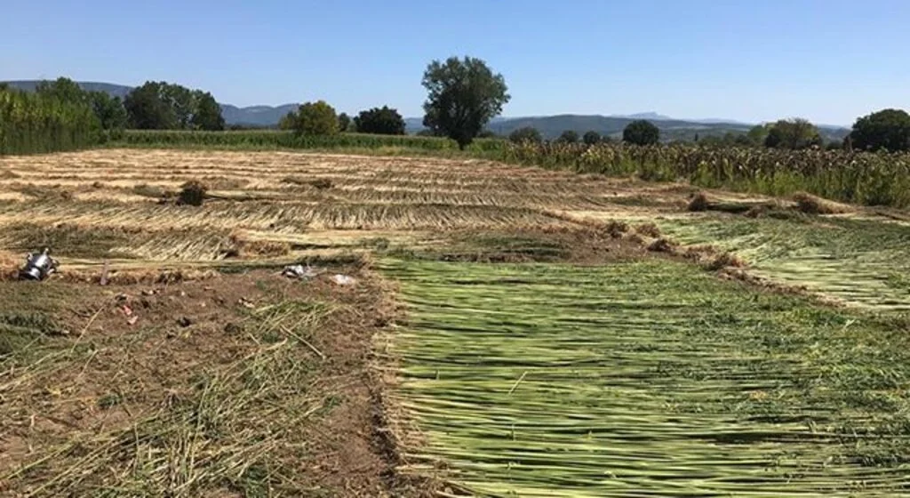 Kenevir üretim izni müracaatları başladı