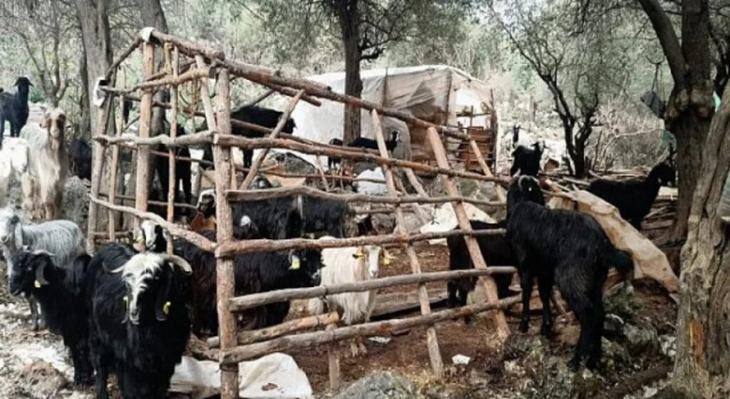 Konyaaltı’nda doludan zarar gören  hayvancılara Büyükşehir’den yardım