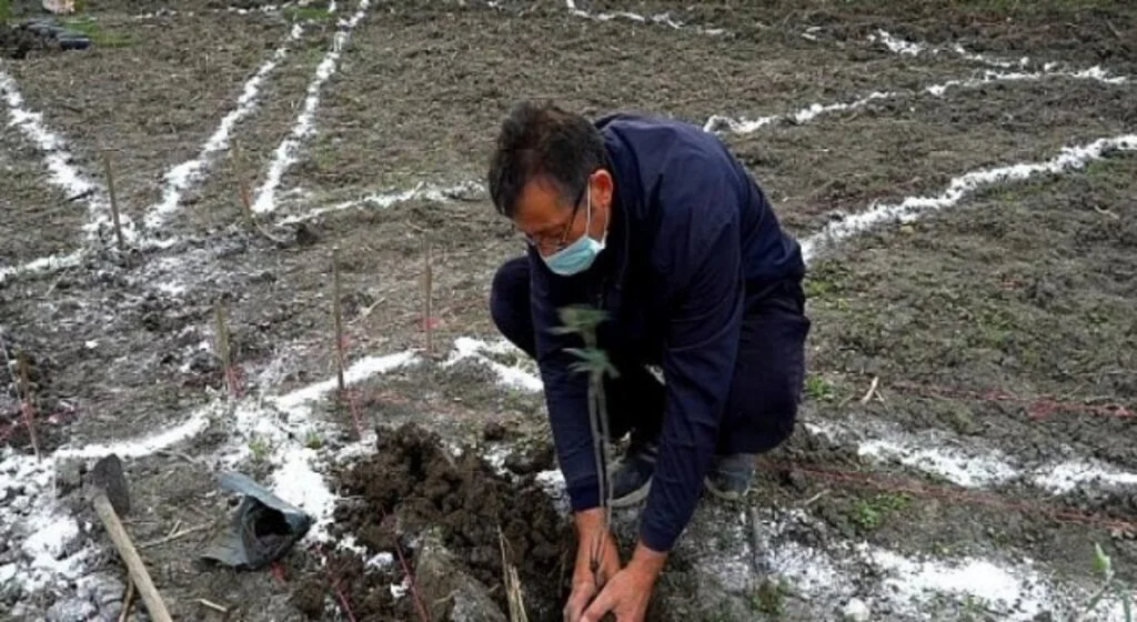Mustafakemalpaşa aromatik bitkiler cenneti oluyor