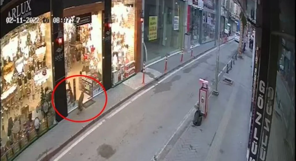Samsun şehir merkezinde 'tilki' paniği