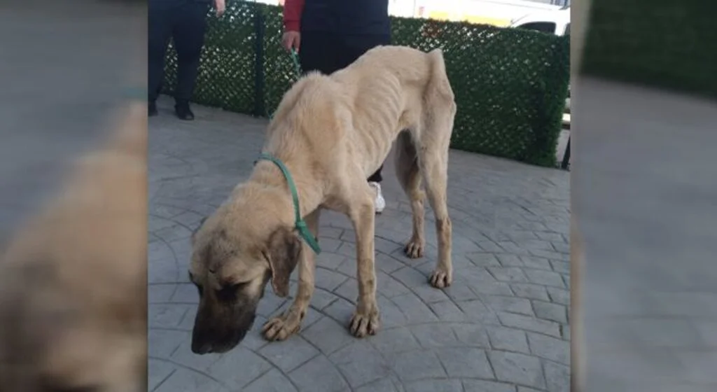 Samsun'da bitkin halde bulunan sokak köpeği korumaya alındı