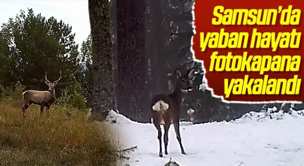 Samsun’da yaban hayatı fotokapana yakalandı