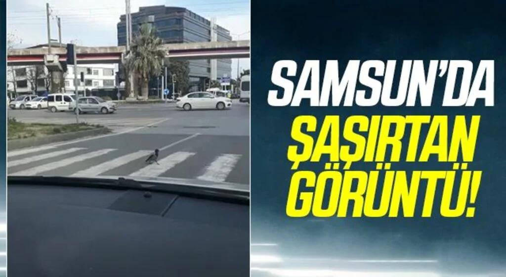 Yeşilde yaya geçidinden yürüyerek geçen karga şaşırttı