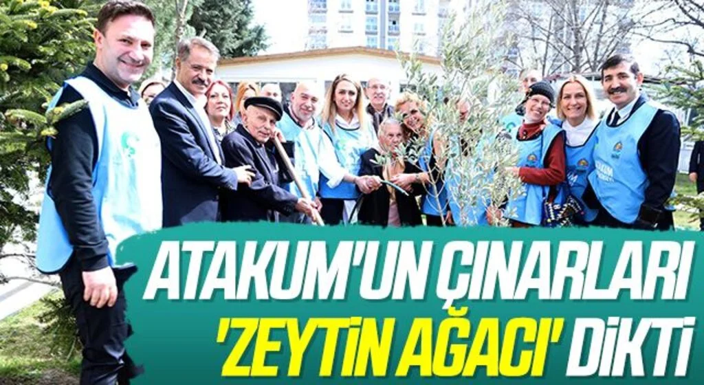 Atakum'un çınarları 'zeytin ağacı' dikti