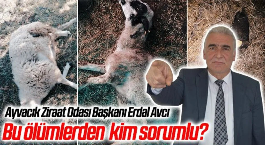 Ayvacık Ziraat Odası Başkanı Erdal Avcı: Bu ölümlerden kim sorumlu?