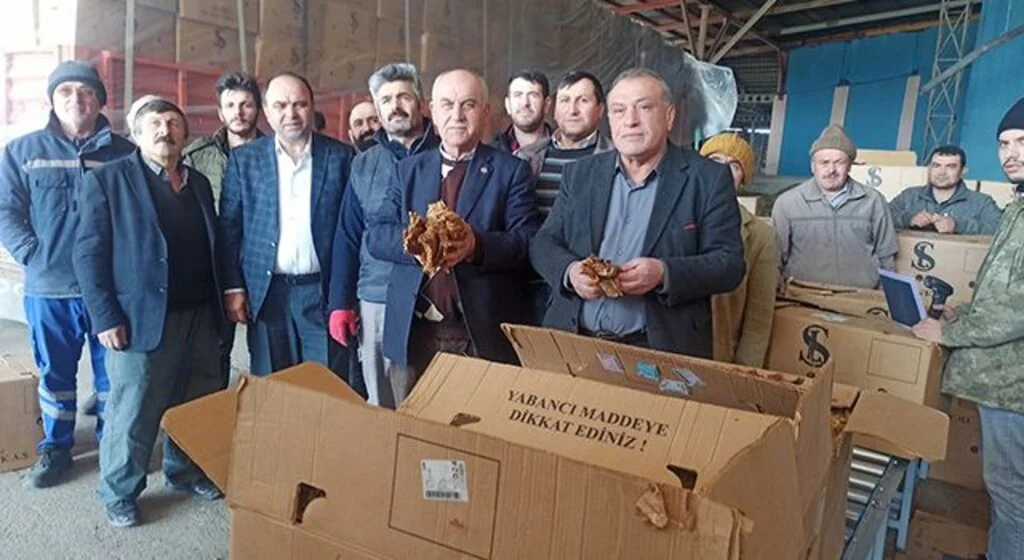 Bafra’da tütün alımları başladı
