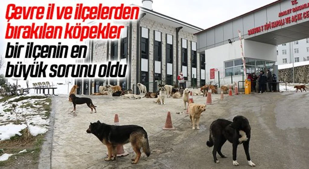 Çevre il ve ilçelerden bırakılan köpekler bir ilçenin en büyük sorunu oldu