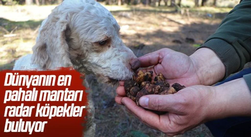 Dünyanın en pahalı mantarı ‘trüf’ü radar köpekler buluyor