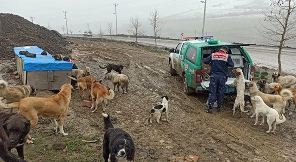 Jandarmadan sokak hayvanlarına şefkat eli