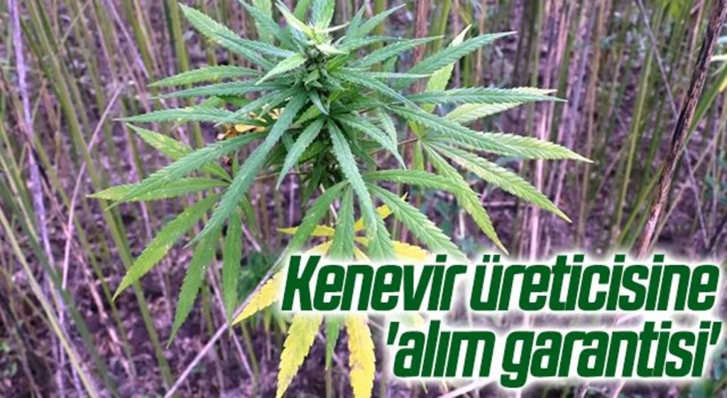 Kenevir üreticisine 'alım garantisi'