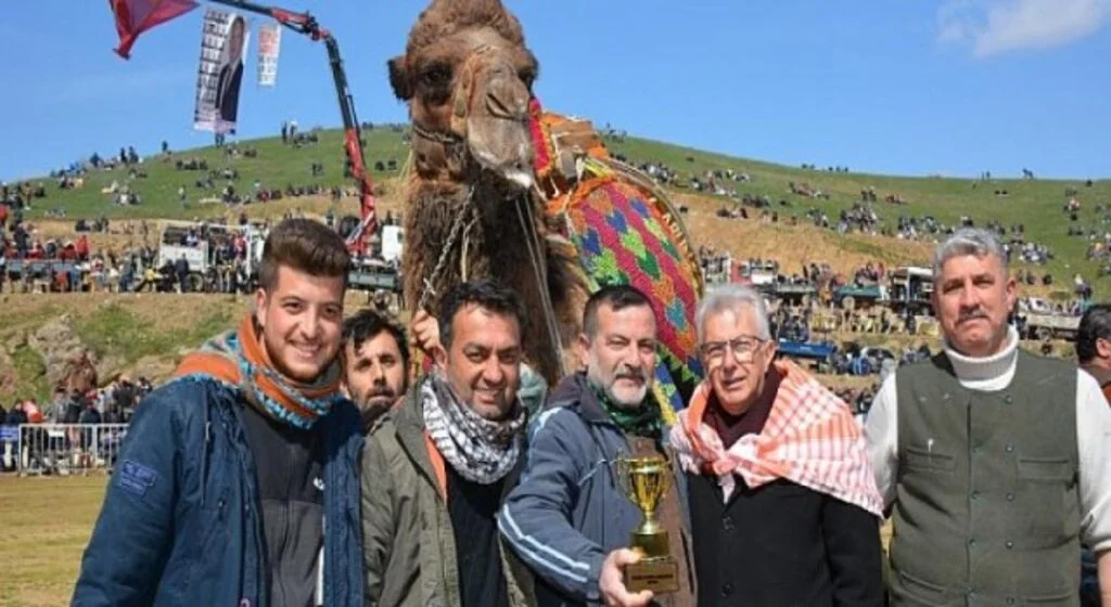 Konaklı, 25. kez deve güreşlerine ev sahipliği yaptı