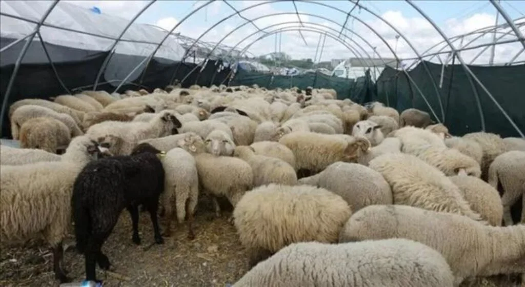 Mavi dil hastalığı nedir, bulaşıcı mı? Mavi dil hastalığı belirtileri nelerdir? Ölümcül mü?