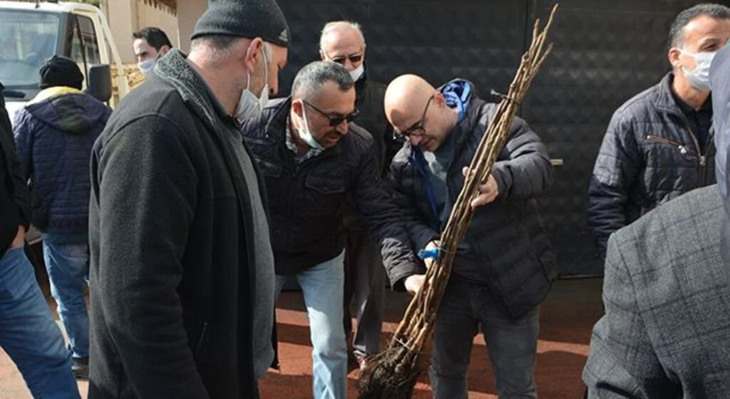 Samsun'da Çiftçilere aşılı ceviz fidanı dağıtıldı