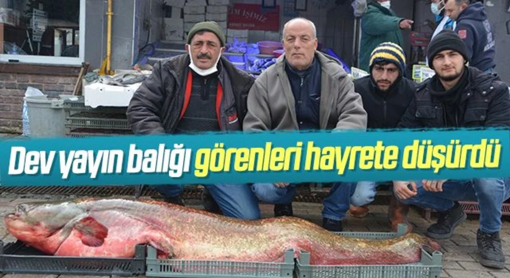 Samsun'da Dev yayın balığı görenleri hayrete düşürdü