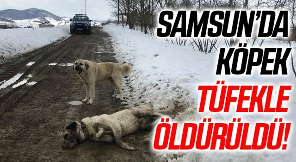 Samsun'da kangal cinsi köpek tüfekle öldürüldü