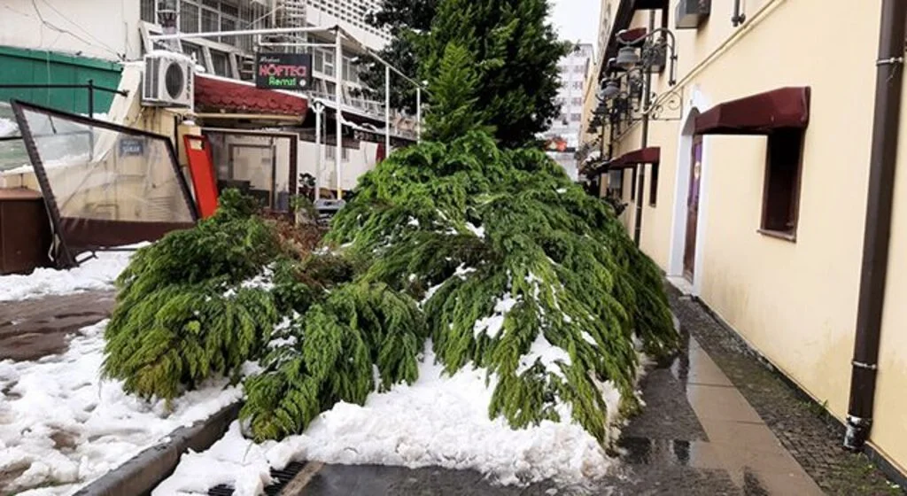 Samsun'da kar nedeniyle ağaç yıkıldı
