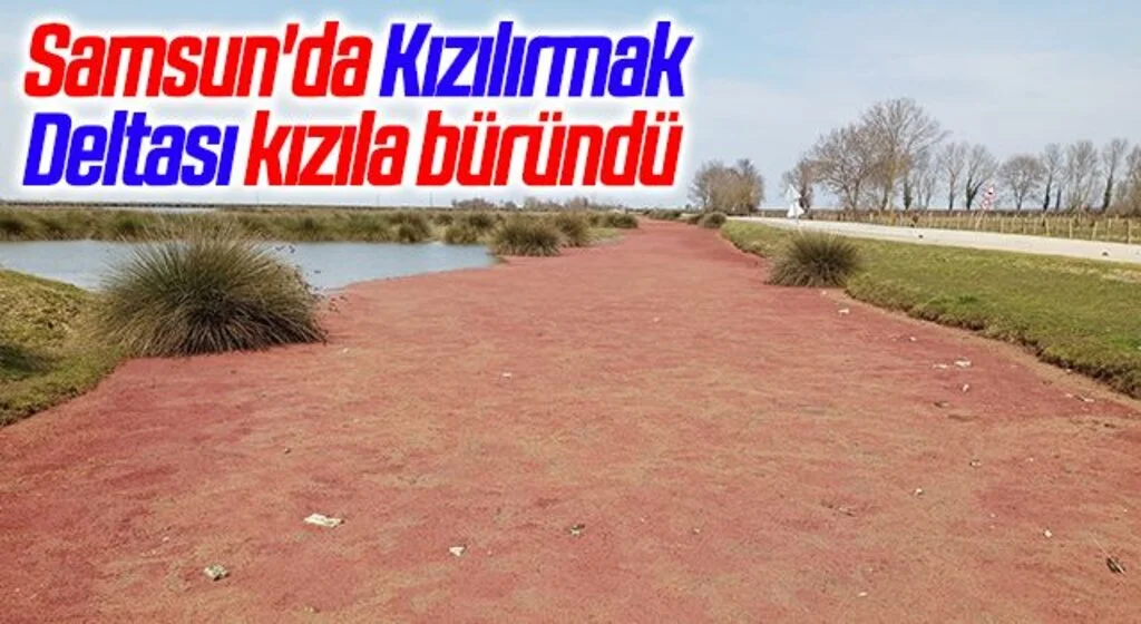 Samsun'da Kızılırmak Deltası kızıla büründü
