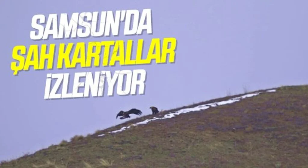 Samsun'da Şah kartallar izleniyor