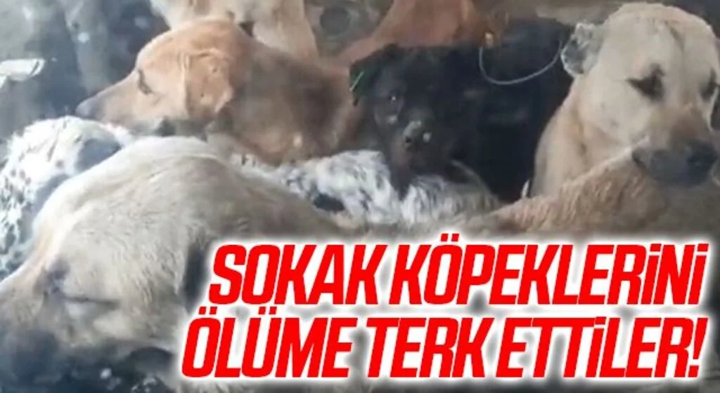 Samsun'da Sokak köpeklerini ölüme terk ettiler!