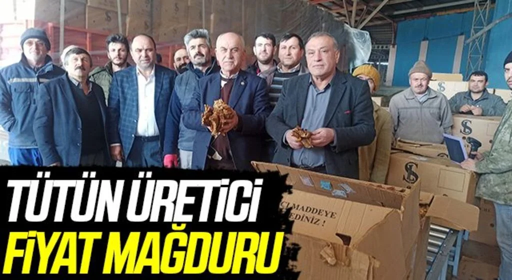 Samsun'da Tütün Üretici Fiyat Mağduru