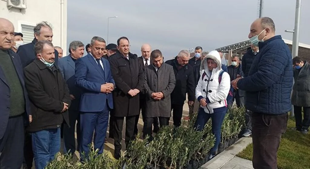 Samsun’da zeytin yetiştiriciliği artırılıyor