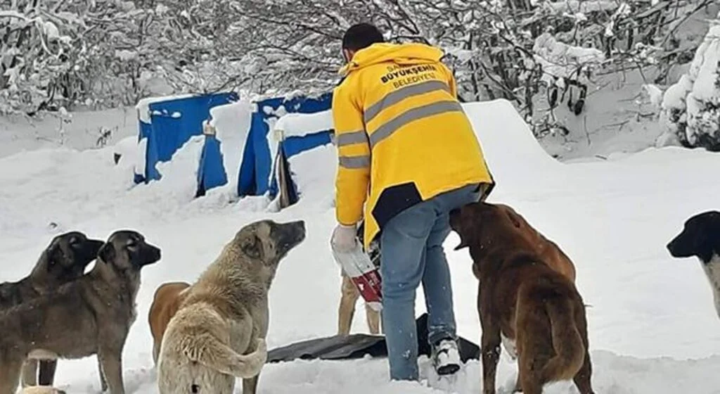 Sokaktaki canlar aç kalmıyor