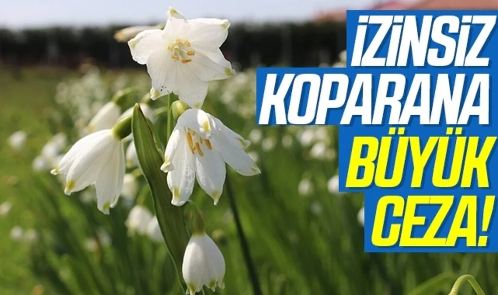 1 tanesini izinsiz koparana, 1 otomobil fiyatında ceza kesiliyor