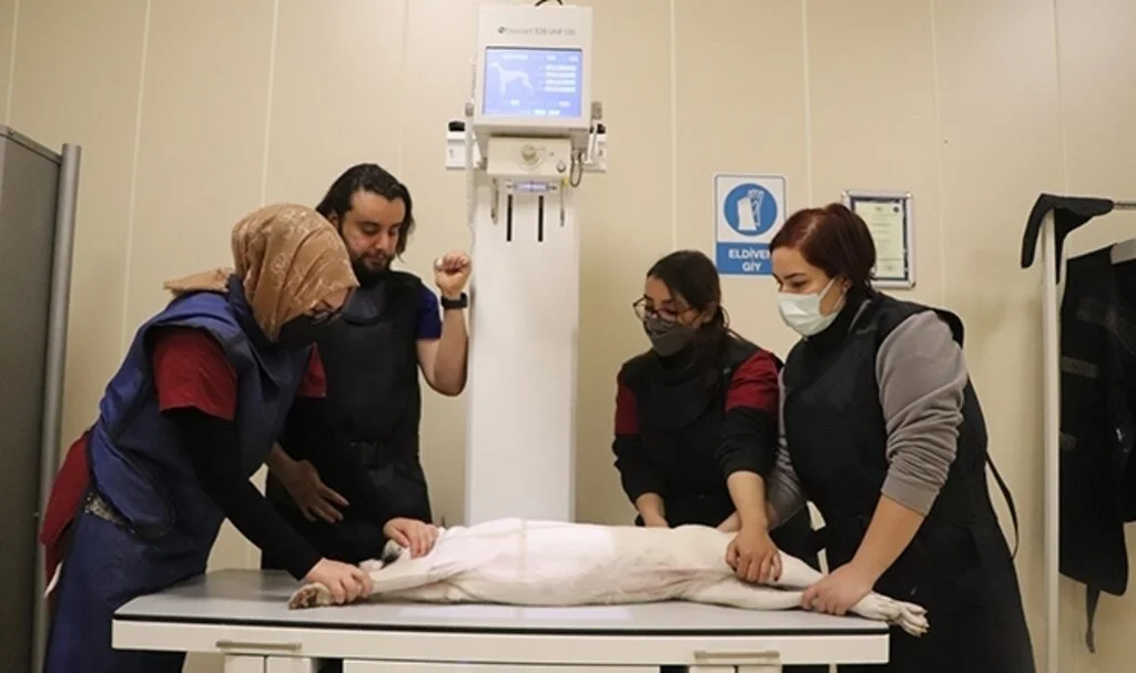 4 binin üzerinde hasta hayvan şifa buldu