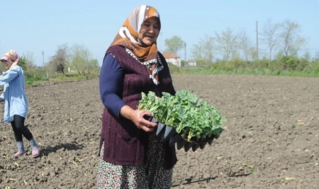 Bafra Ovası'nda karpuz fideleri toprakla buluştu
