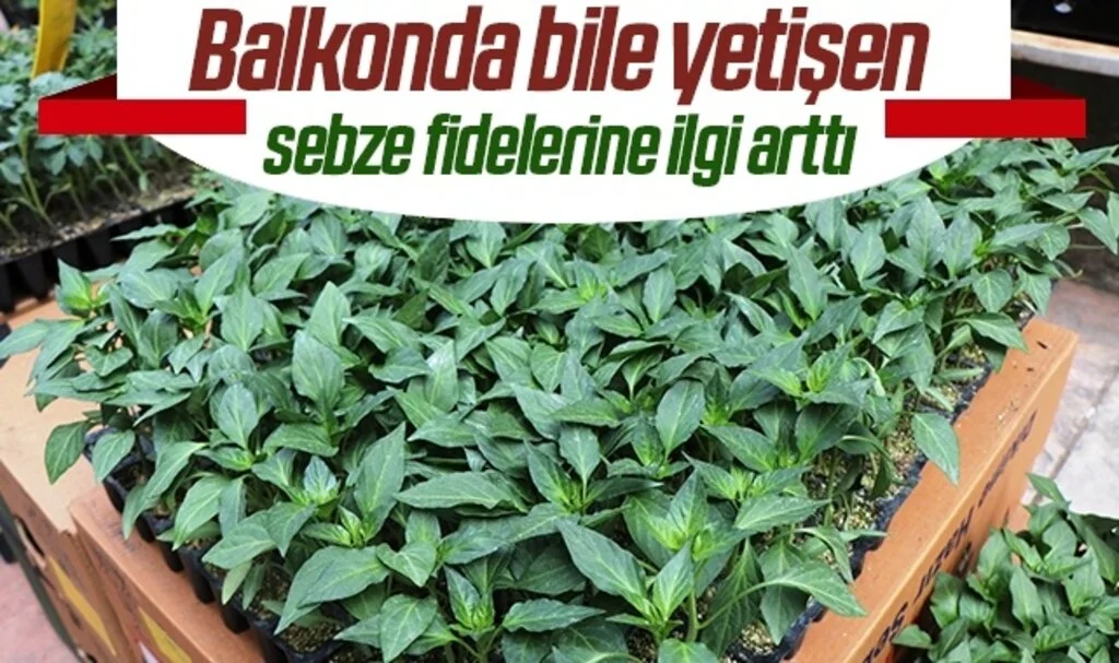 Balkonda bile yetişen sebze fidelerine ilgi arttı