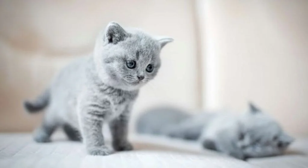 British Shorthair Nelerden Hoşlanır?