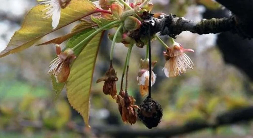 Çiçek monilyası ilaçlama zamanı